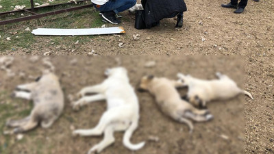 Ankara'da zehirlenen 8 köpekten 4'ü öldü
