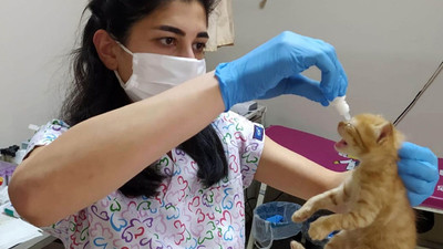 Anne kedi, yavrularını doktora götürdü