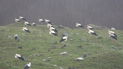 İstanbul'u leylekler bastı