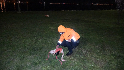 İzmir'de flamingo ölümlerinde ürperten ihtimal