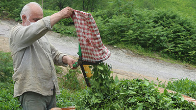 Karadeniz'e gelecek çay işçilerine 10 gün karantina uygulanacak