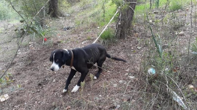Köpeği ormanda ağaca bağlayıp ölüme terk ettiler