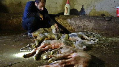 ‘Ölmek üzereydi’ diyerek ineğini kesti: Karnından çıkanlar şoke etti