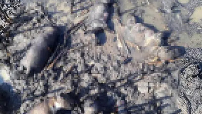 Salihli'de sazlık alan ateşe verildi, 10 köpek yavrusu öldü