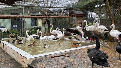 Tuzlada, nesli tükenmekte olan 185 hayvan ele geçirildi