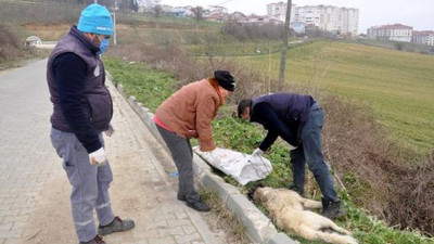 Vahşet... Köpeğin ayaklarını bağlayıp, koydukları çuvalla dereye atarak öldürdüler