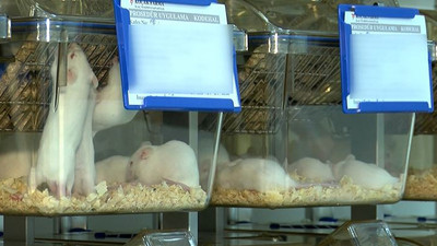 Varyant virüste korkutan "fare" gelişmesi