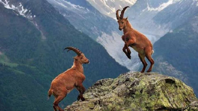 Yaban koyunu vurmanın bedeli ağır