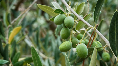24 bin metrekarelik araziye turizm tesisi: Asırlık zeytin ağaçları rant uğruna katledilecek