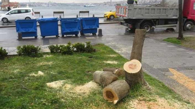 2 yetişkin ağacı kesmişlerdi: 200 fidan dikecekler