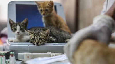 DSÖ doğruladı: Koronavirüs insanlardan hayvanlara bulaşıyor