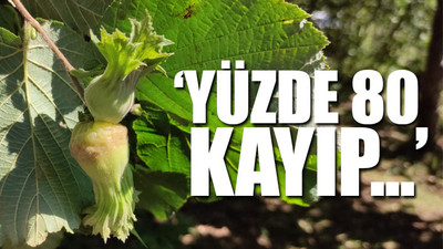 Fındığı bekleyen büyük tehlike...