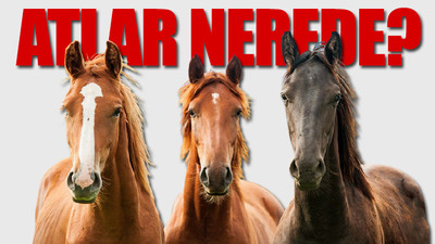 İBB'nin MHP'li belediyeye hibe ettiği 100 at için bin lira ceza...