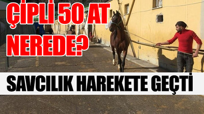 İBB'nin MHP'li belediyeye hibe ettiği atlar kayboldu 