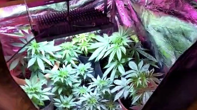 İstanbul'un göbeğinde 'bez dolaptaki' uyuşturucu serasına baskın