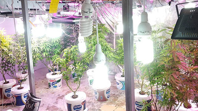 Lüks villada düzenek kurup Hint keneviri yetiştirdiler