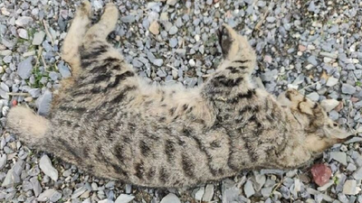 Nesli tehlike altındaydı, araç çarptı öldü