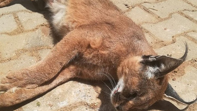 Nesli tükenme tehlikesinde olan 'Karakulak' araba çarpması sonucu öldü