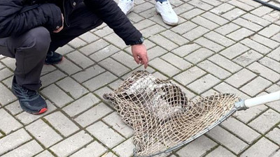 Otomobilin çarptığı kediyi polis kurtardı