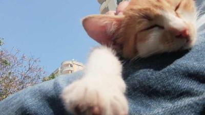 Sahibinden koronavirüs bulaşan kedi öldü