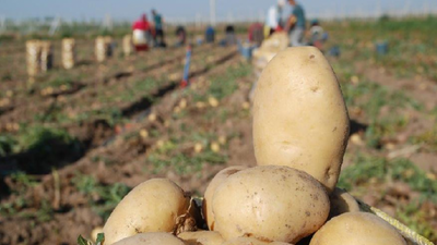 Tonlarca patates çiftçinin elinde kaldı: 'Battık, sesimizi duyan, halimizi gören olmadı'