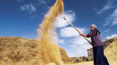 Üretici isyanda: Elimizdeki çeltik duruyor Bulgaristan’dan alıyorlar