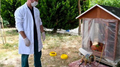 3 aylık köpeğe işkence: Kulaklarını kestiler