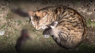 Sitede kürekli dehşet: 3 yavru kediyi öldürdüler