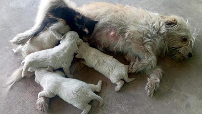 Annesinin terk ettiği yavru kediyi Latte isimli köpek emziriyor