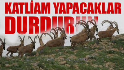 Bakanlık 'yaban keçisi avlama ihalesi' açtı