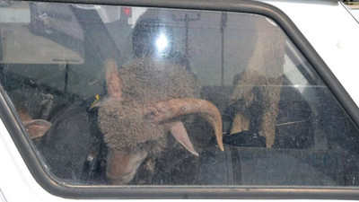 Çaldıkları 2 koyunu taşımak için 2 de otomobil çaldılar