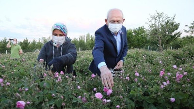 CHP lideri Kılıçdaroğlu, emekçilerle birlikte gül topladı