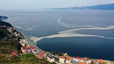 Deniz salyası balık popülasyonunu tehdit ediyor