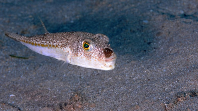 Devlet balığın tanesine 5 TL verecek