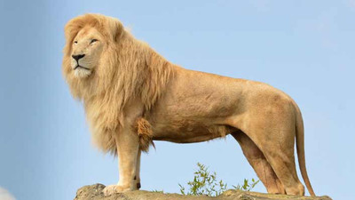 Hayvanat bahçesinde 8 aslan koronavirüse yakalandı