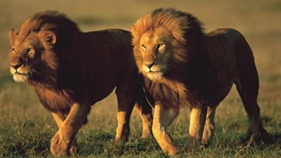 Hindistan'da iki aslanın koronavirüs testi pozitif çıktı