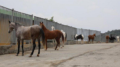 İBB’den kayıp at iddialarına yanıt