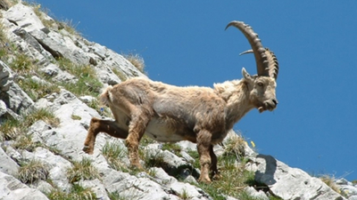 İhaleye çıktı: Nesli tehlikede olan yaban keçileri avlanacak