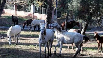 Kayıp atları savcılığa bildiren veteriner işleri müdürüne 'ihmal' soruşturması