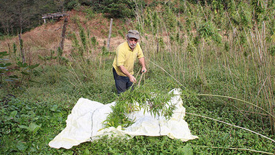 Kenevirden iplik üretimi patladı