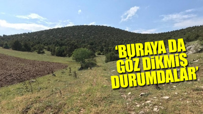 Koruma altındaki ardıç ağaçlarının olduğu bölgeye mermer ocağı yapılması planlanıyor