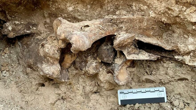 Las Vegas’ta Buz Devri’nden kalma bir at fosili bulundu