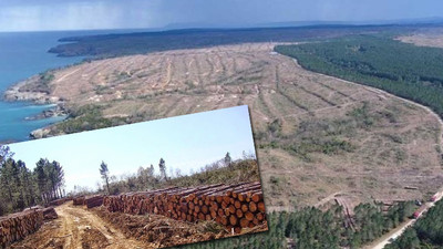 Orman kesiminde Türkiye rekor kırdı