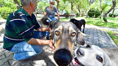 Pandemide sokak hayvanlarına 221 ton mama