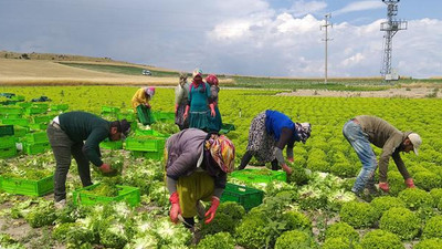 Tarım işçileri: Çalışıyoruz ama bir teneke yağ alamıyoruz