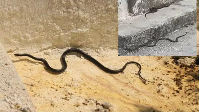 Ünlü tatil yöresindeki yılanlarla ilgili uzmanlardan uyarı