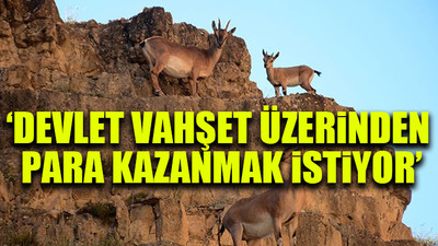 12 ilde 115 hayvan avlanması planlandı