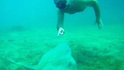 Belediye Başkanı Sertaslan, Gemlik'te müsilaj için dalış yaptı