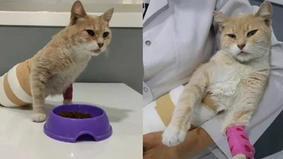 Denizli'de sokak kedisine tecavüz... Korkunç...