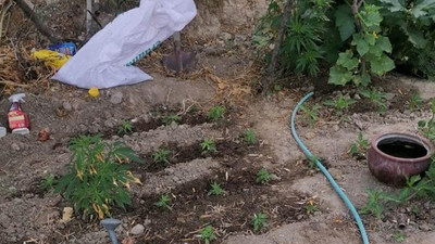 Evinin bahçesinde kenevir yetiştiren 85 yaşındaki kadın gözaltına alındı